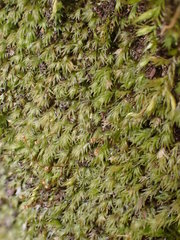 Fissidens gracilifolius