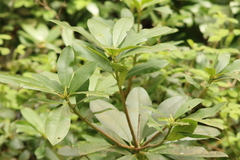 Rhododendron