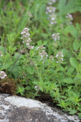 Thymus pannonicus