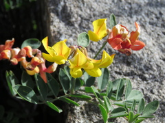 Lotus grandiflorus