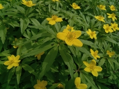Anemonoides ranunculoides