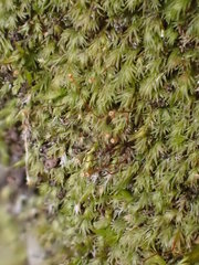 Fissidens gracilifolius