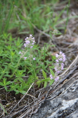 Thymus pannonicus