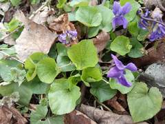 Viola odorata