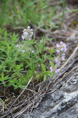 Thymus pannonicus