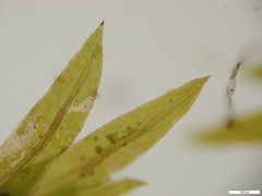 Fissidens gracilifolius