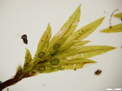 Fissidens gracilifolius