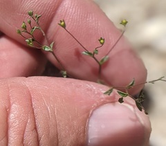 Nemacladus parikhiae