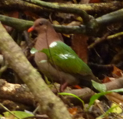 Chalcophaps longirostris