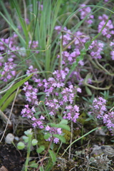 Thymus dimorphus