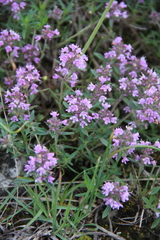 Thymus dimorphus