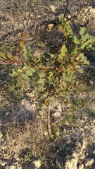Ceratonia siliqua