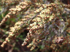 Erica leucopelta
