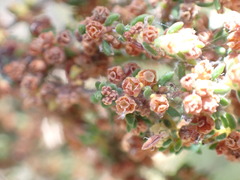 Erica leucopelta