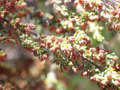 Erica leucopelta