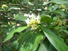 Ixora parviflora