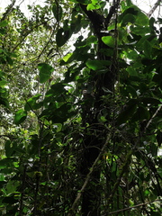 Anthurium nigrescens