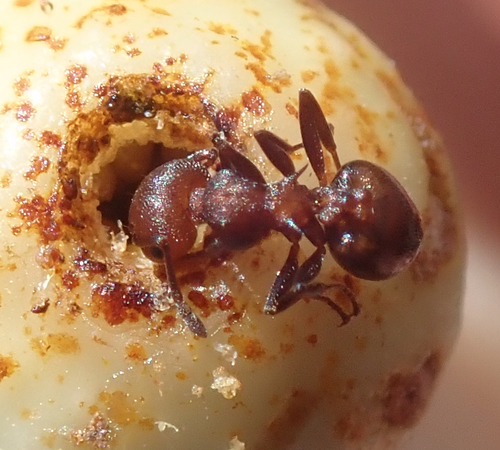 Crematogaster acaciaeCrematogaster acaciae