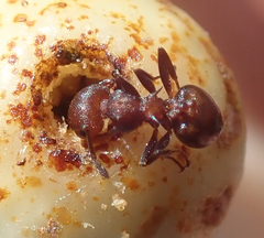 Crematogaster acaciae