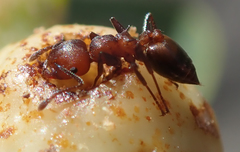 Crematogaster acaciae