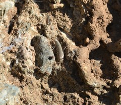 Ctenolepisma ciliatum