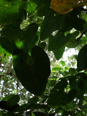 Anthurium nigrescens