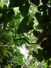 Anthurium nigrescens