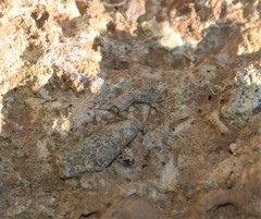 Ctenolepisma ciliatum