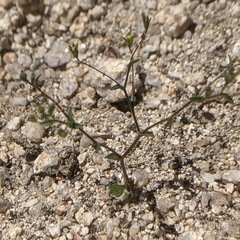 Nemacladus parikhiae