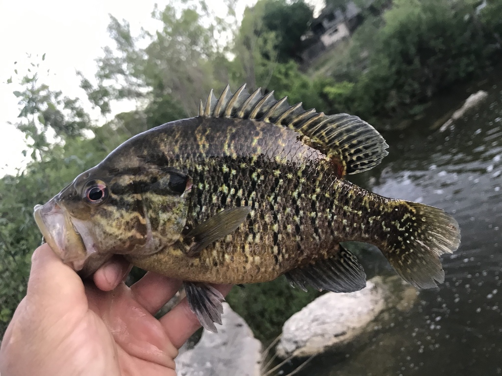 Warmouth from Town Creek, Kerrville, TX, US on May 4, 2021 at 0810 PM
