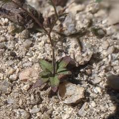 Nemacladus parikhiae