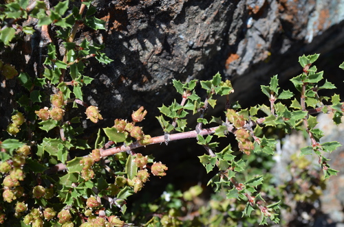 Calistoga ceanothus (Ceanothus divergens)