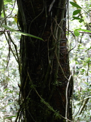 Anthurium nigrescens