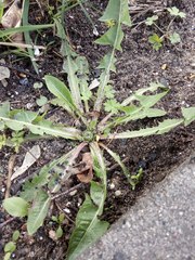 Taraxacum officinale