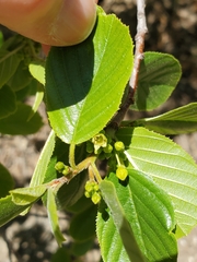 Frangula rubra obtusissima