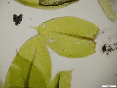 Ptychostomum elegans