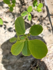 Frangula rubra obtusissima