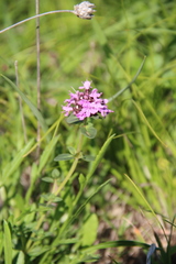Thymus nummularius