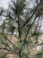 Pinus sibirica