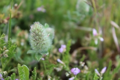 Trifolium sylvaticum