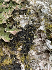 Collema subflaccidum