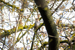 Turdus philomelos