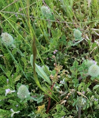 Trifolium sylvaticum