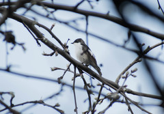 Ficedula hypoleuca