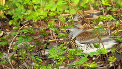 Turdus pilaris