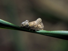 Acrolophinae