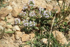 Thymus transcaucasicus
