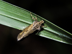 Acrolophinae
