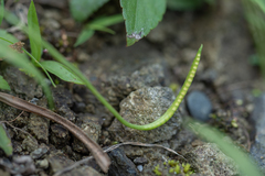 Ophioglossum thermale