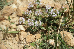 Thymus transcaucasicus